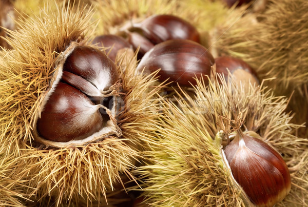 Fresh shiny chestnuts in husks Stock photo © Smileus