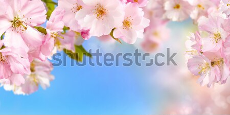 Cherry blossoms background Stock photo © Smileus