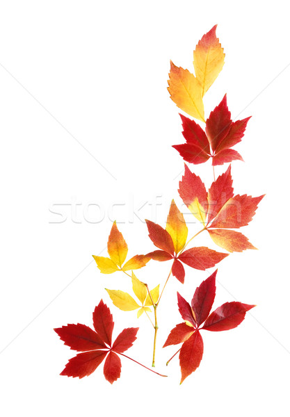 Neat arrangement of autumn leaves  Stock photo © Smileus