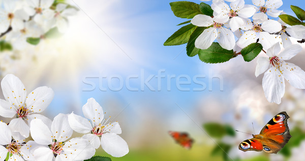 Springtime paradise Stock photo © Smileus