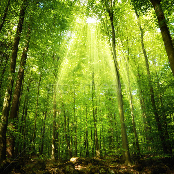 падение лес лиственный способом Сток-фото © Smileus