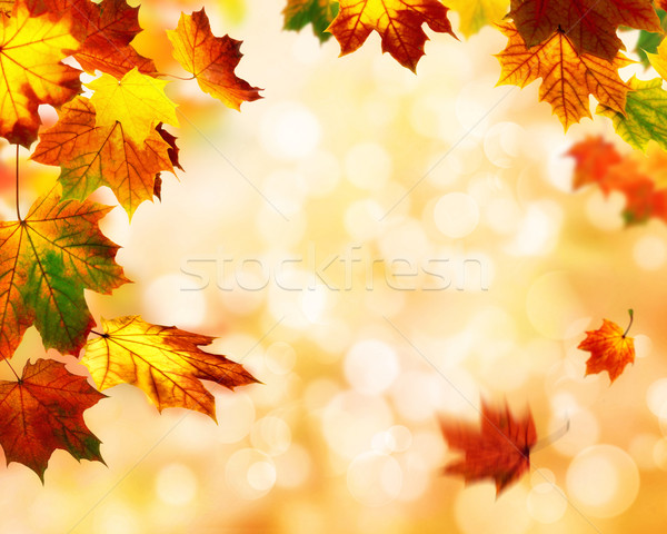 Stok fotoğraf: Sonbahar · bokeh · yaprakları · güzel · renkli · akçaağaç
