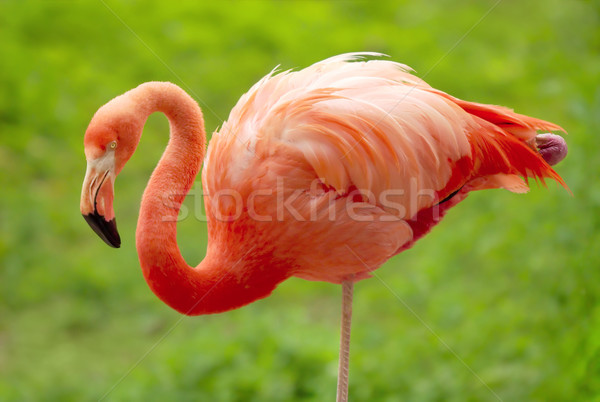 Flamingo verde frumos american în picioare una Imagine de stoc © Smileus