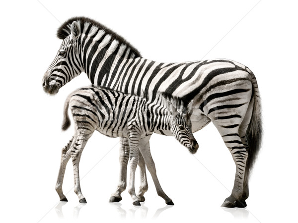 Stock photo: Zebra mother and baby