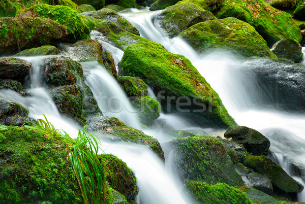 Berg Bach Kaskade frischen grünen Moos Stock foto © Smileus