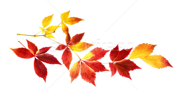 Nice autumn leaves on a twig, isolated Stock photo © Smileus