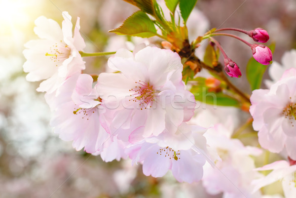 Stok fotoğraf: Rüya · gibi · bahar · Japon · kiraz