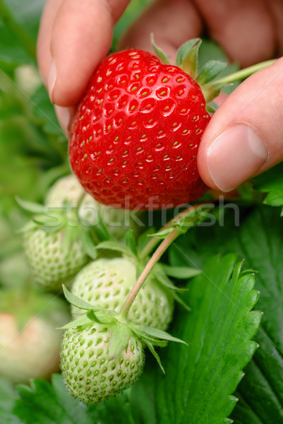 Ripe strawberry being plucked Stock photo © Smileus