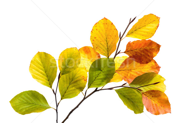 Colorful beech tree leaves isolated on white Stock photo © Smileus