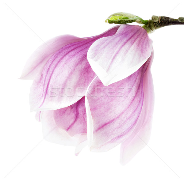 Magnolia blossom isolated on white Stock photo © Smileus