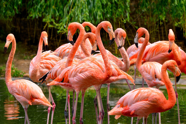 Group of red flamingos Stock photo © Smileus