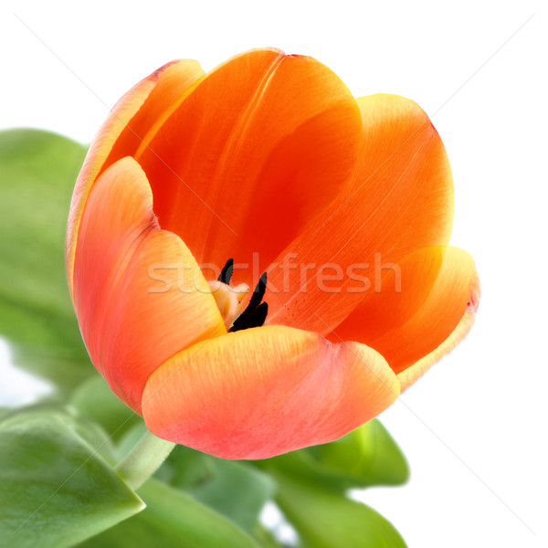 Orange tulip closeup Stock photo © Smileus