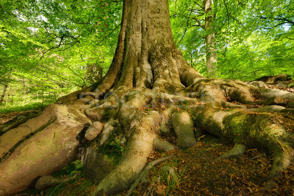 Machtig wortels majestueus boom oude loof Stockfoto © Smileus