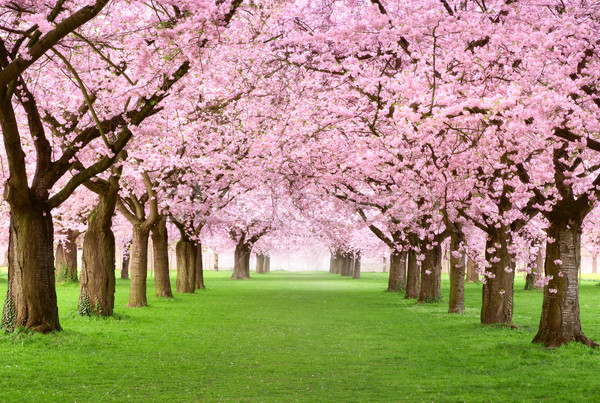 Gourgeous cherry trees in full blossom Stock photo © Smileus