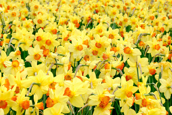The yellow joy of springtime Stock photo © Smileus
