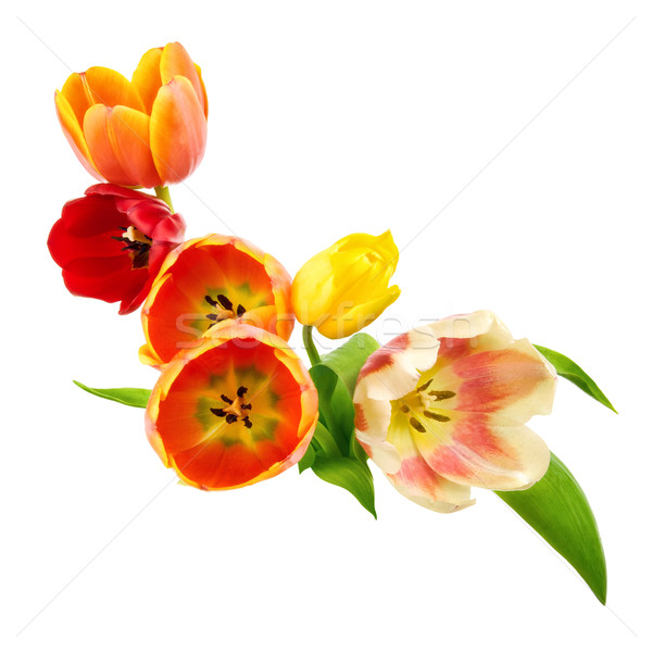 Tulipánok egyezség köteg merő fehér virágok Stock fotó © Smileus