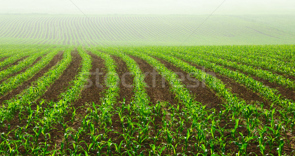Stock photo: Rows of young corn plants