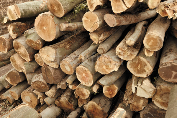 Timmerhout bos shot hout industriële Stockfoto © Smileus