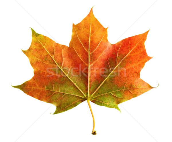 Perfect colorful autumn leaf Stock photo © Smileus