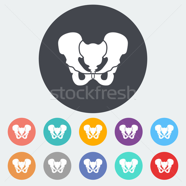 Pelvis Stock photo © smoki