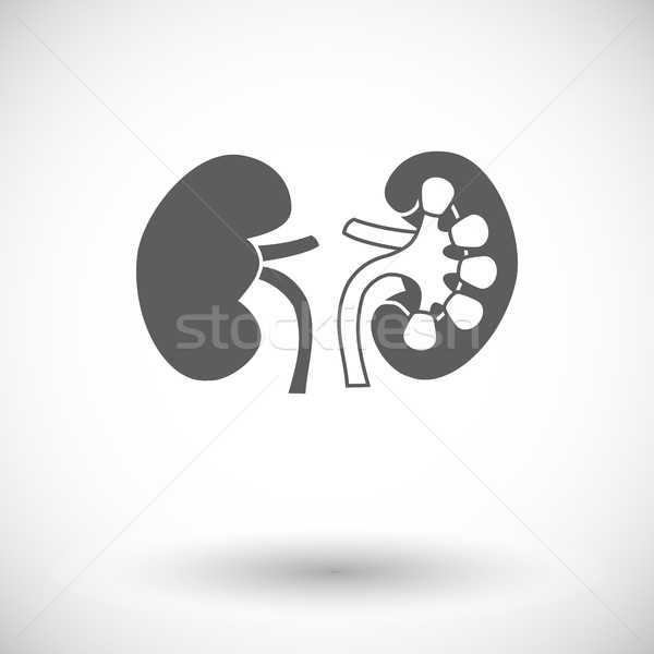 Stock photo: Human Kidney.