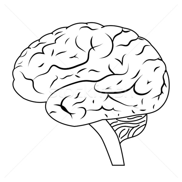 Creier creierul uman eps corp proiect artă Imagine de stoc © smoki