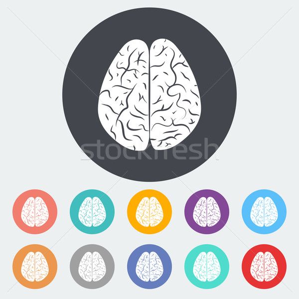 Brain. Stock photo © smoki