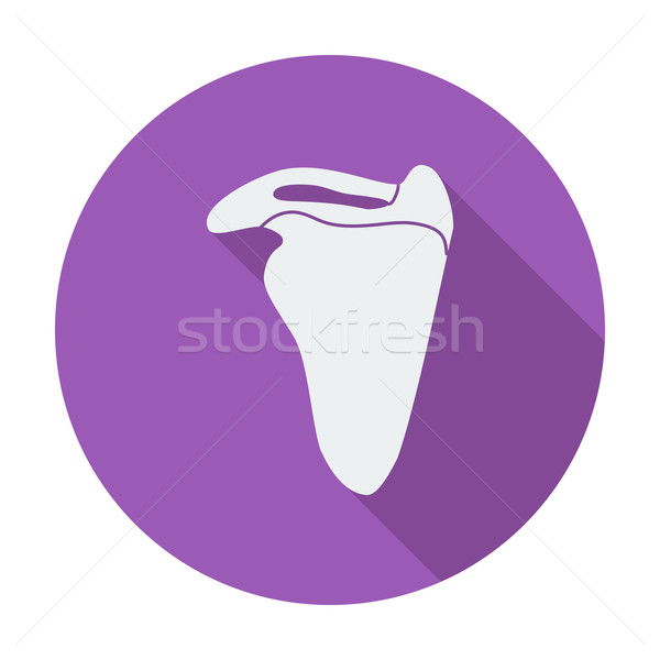 Scapula Stock photo © smoki