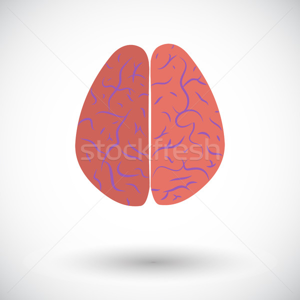 Human brain Stock photo © smoki