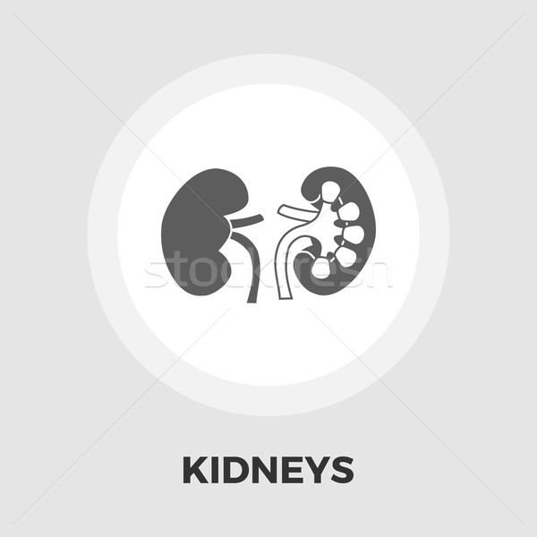 Human Kidney flat icon Stock photo © smoki