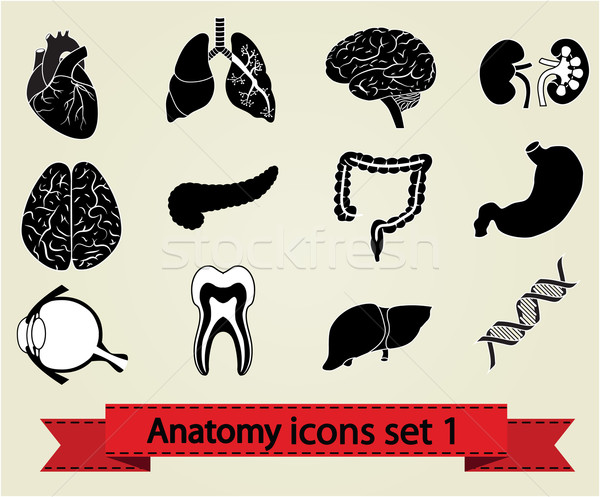 Anatomy icons set 1 Stock photo © smoki