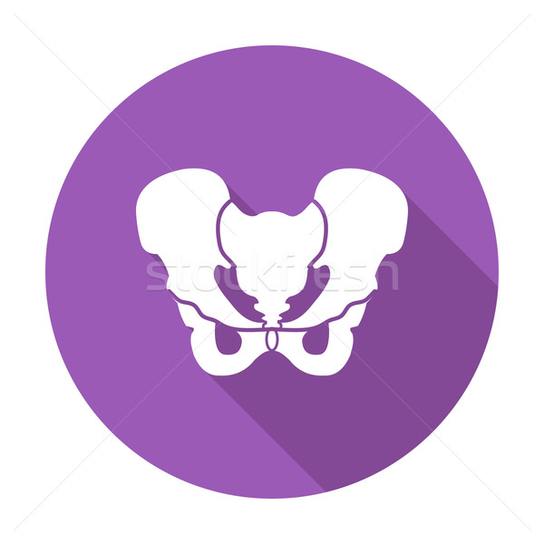 Pelvis Stock photo © smoki