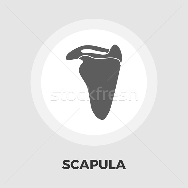 Scapula icon flat Stock photo © smoki