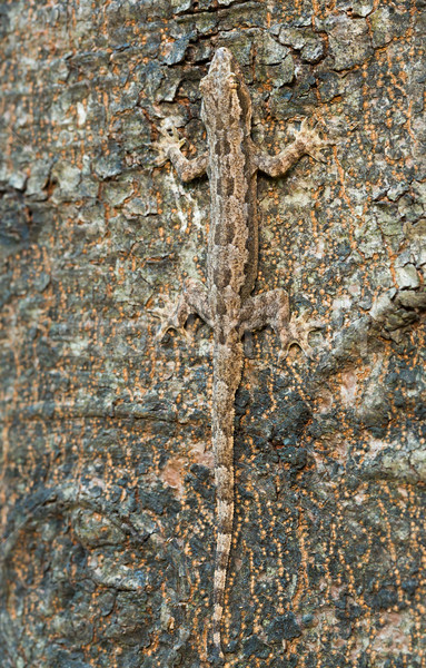 Gyík álca közelkép fa ugatás park Stock fotó © smuay
