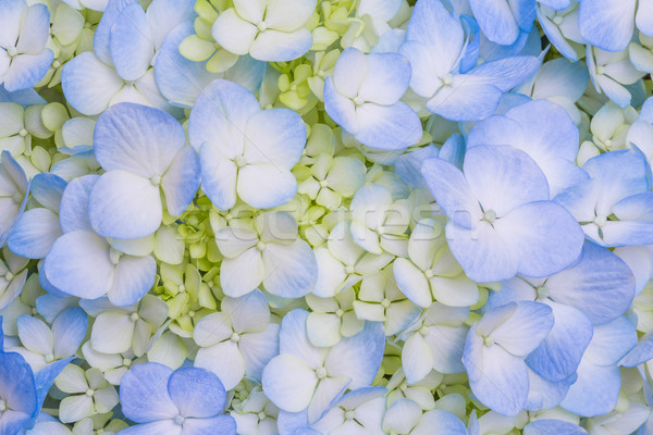 Blue Hydrangea Stock photo © smuay