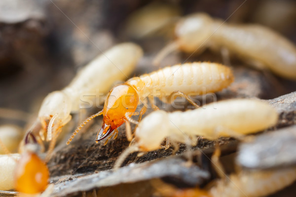 Biały mrówki zniszczony papieru tekstury Zdjęcia stock © smuay