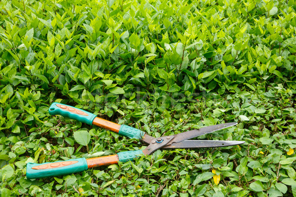 Trimming shrubs scissors Stock photo © smuay