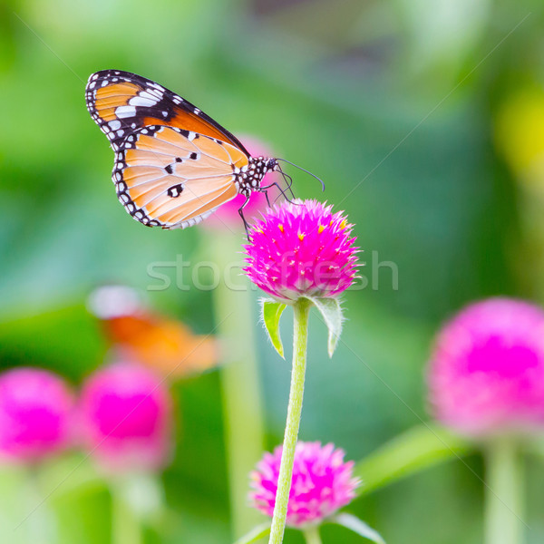 Tygrys Motyl świecie kawaler przycisk kwiat Zdjęcia stock © smuay