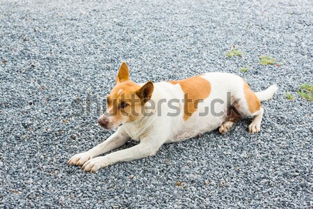 Tajska psa szary kolor twarz Zdjęcia stock © smuay