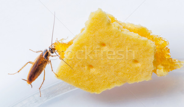 Hamamböceği yeme ananas doku gıda doğa Stok fotoğraf © smuay