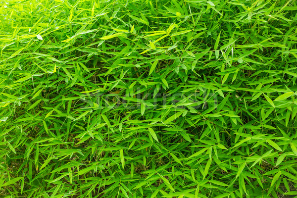Bambu yaprak güzel yeşil doku çim Stok fotoğraf © smuay