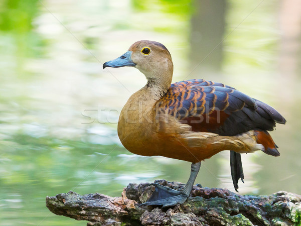 Lesser whistling duck Stock photo © smuay