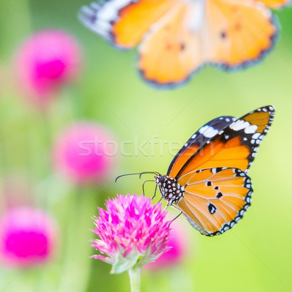 Tygrys Motyl świecie kawaler przycisk kwiat Zdjęcia stock © smuay