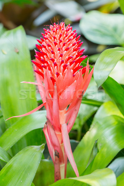 Bromeliad flower spike Stock photo © smuay