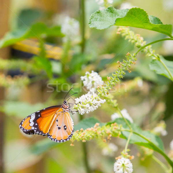 Stock photo: Plain tiger butterfly