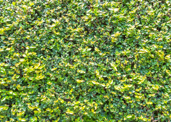 Ficus pumila leaves wall Stock photo © smuay