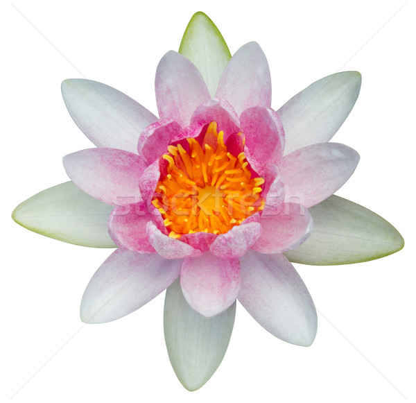 Water lily or lotus flower Stock photo © smuay