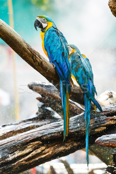 Stock photo: Macaw parrot in garden
