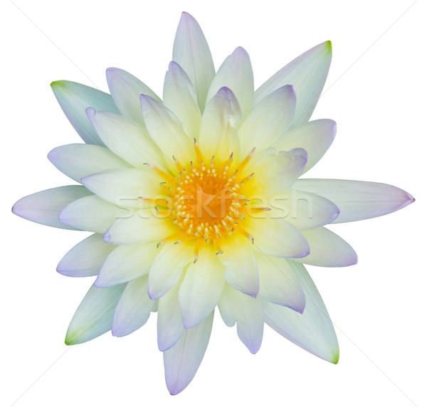 Agua Lily amarillo color Foto stock © smuay