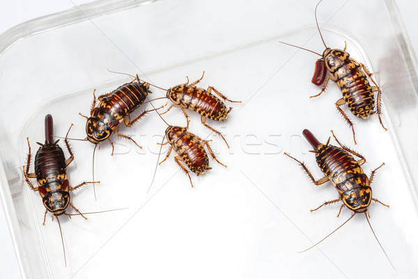 Harlequin Cockroach Stock photo © smuay